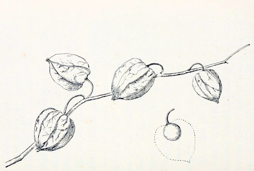 A branch bearing four fruits, that are heart shaped and show heavy veins. They are hanging from bent stalks. In detail a cross section is shown. There is the stalk, ending in a circular shape. Dotted lines indicate the heart-shape of the outer structure.