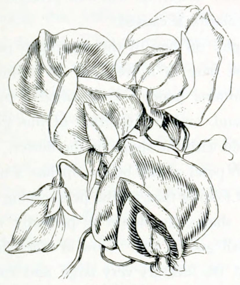 A bunch of 4 flowers, one of which still in bud, the others fully flowering. Each flower has a complex form because the petals are of different shapes and sizes. On top is one large petal, lower down are 2 smaller petals, arranged alongside each other. At the bottom is a smaller structure formed out of 1 or 2 petals. Each flower has a small, flat calyx and sits on a thin stalk.
