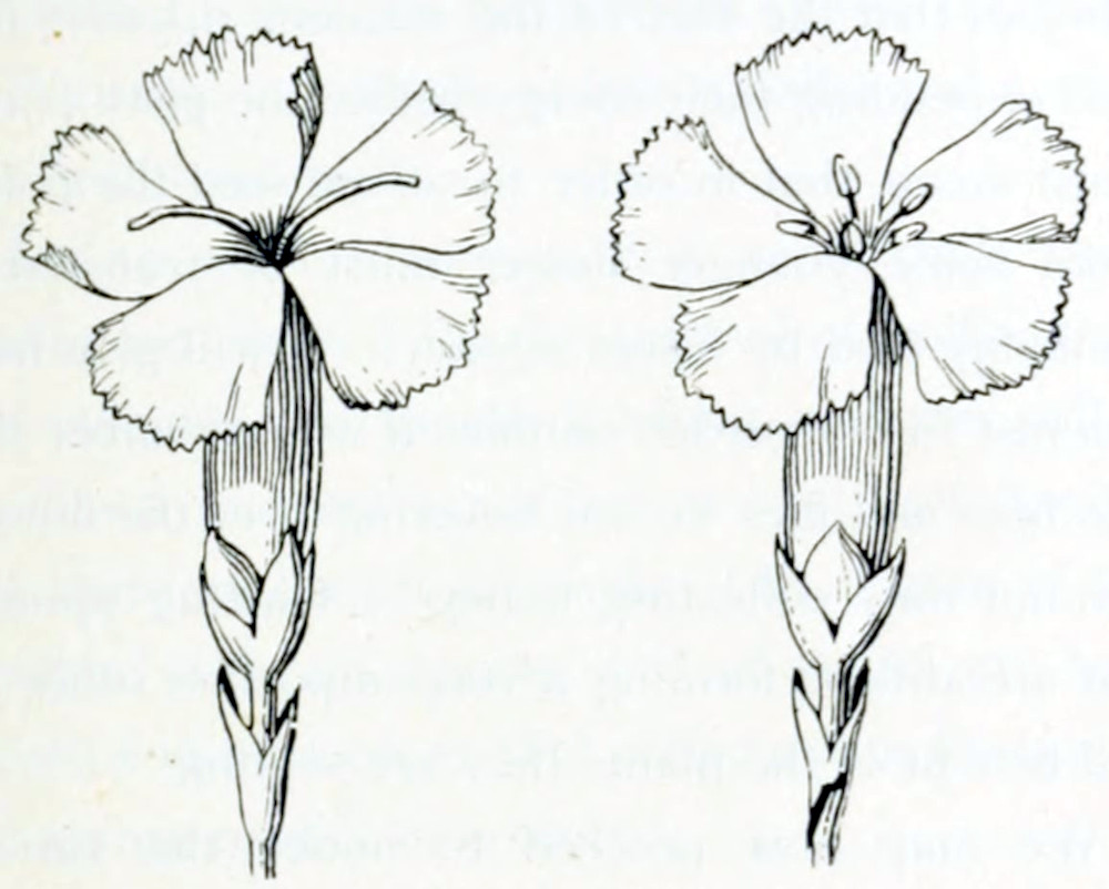 Two flowers, both funnel-shaped. Each has 5 petals of equal size, arranged around the opening. In the left one the stigma is shown that has 2 parts, each a thread-like structure that grow out of the opening, to opposite sides of the flower. In the right one the anthers are shown: a group a small bud-like shapes standing on thin stalks, right in the opening of the flower.