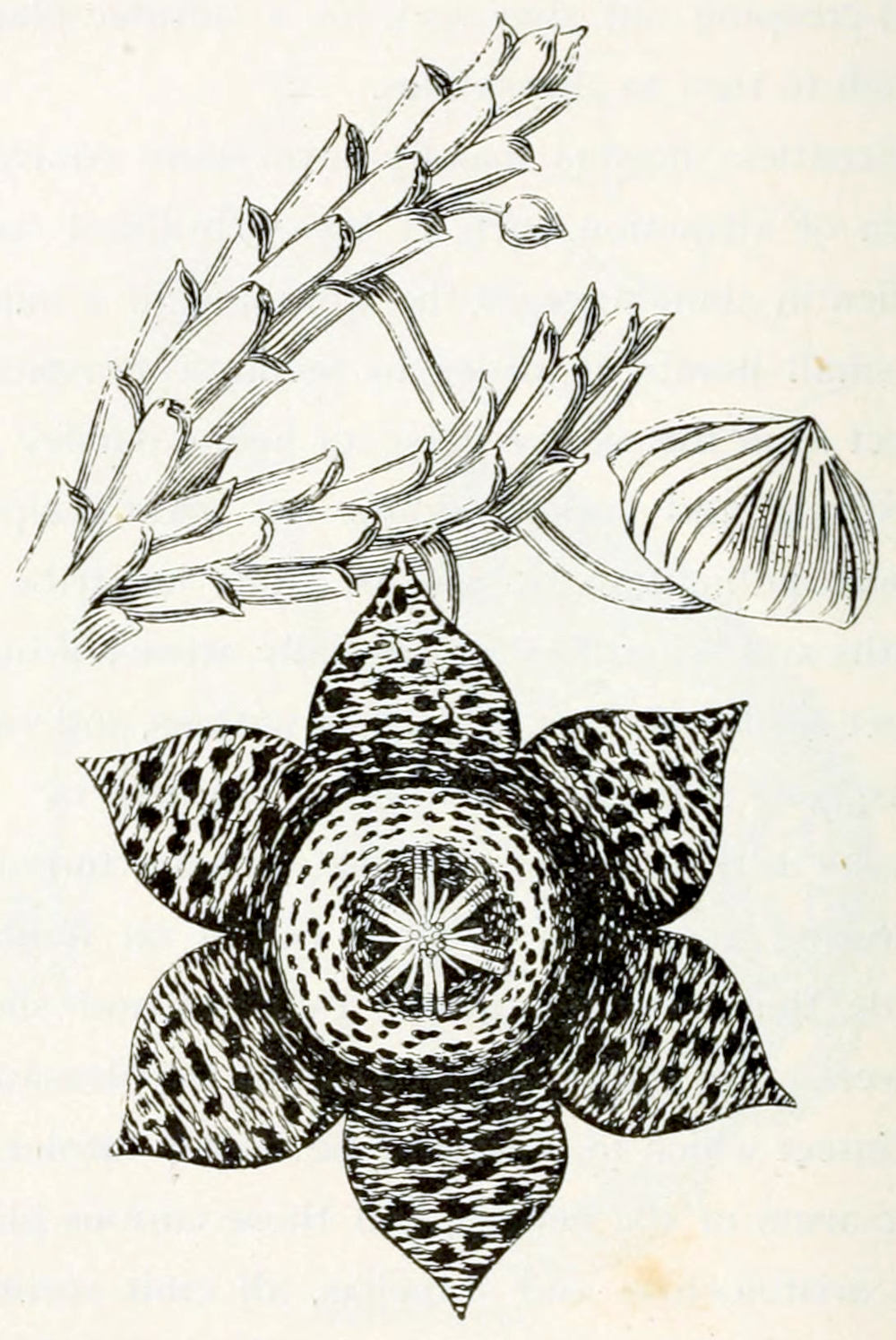 A stem covered with scale-like leaves from which a bud and a flower grow, both on stalks. The bud is round, a little flattened and with a point where the petals meet in the centre. The flower is shown from above. It has 6 equally formed petals. Each is rounded with a sharp tip. The petals have a pattern of dark spots and lines perpendicular to their axis. The petals are arranged around a centre that is about half the diameter of the flower as a whole. The centre is dotted as well and in the midst the is a star shape that contains pistil and anthers.