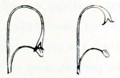 2 drawings of a pistil and anther. In both the pistil is on top. It is a large form, bent downward at the end. The anther is lower and consists of a 2-lobed structure at the end of a straight stalk, almost perpendicular to the base of the pistil. In the left drawing the pistil is bent to the extreme, thus making contact with the anther. In the right drawing the pistil is bent less, and there is no contact.