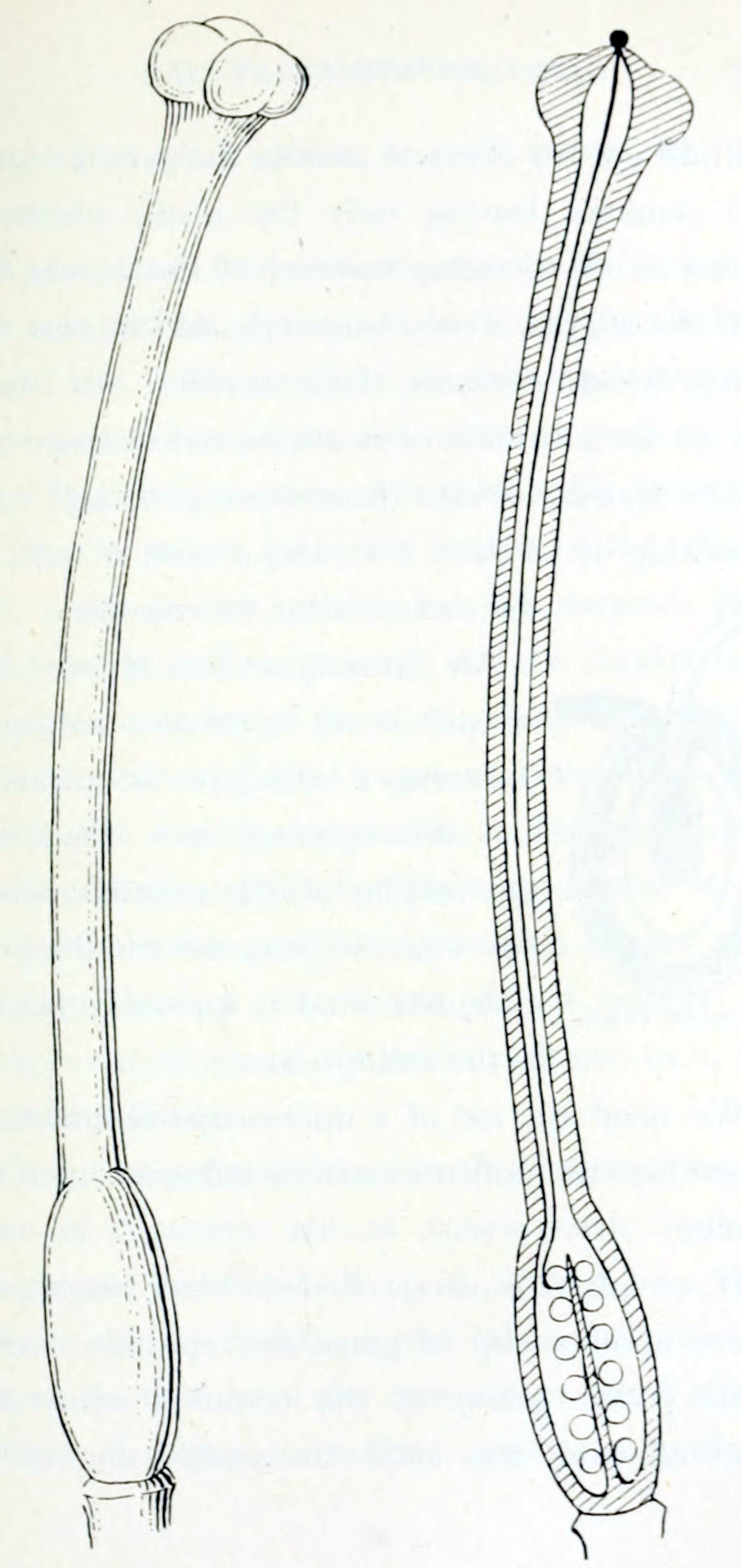 Two drawings of a pistil, one from the outside, one in cross section. The outside shows the pistil growing on a stalk. At the base is a bulbous shape, somewhat elongated, followed by a long shaft, ending in a shape consisting of 3 smaller bulbs, slightly wider than the shaft. In cross section the shaft and the bulb at the base are hollow. The bulb contains a small stalk with 12 circular forms along the length of it. At the top of the shaft is a small black circular form, with a thin thread into the hollow of the shaft that ends in one of the circular shapes at the base.