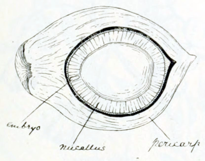 A section showing an oval form with several layers. The outside layer is about one quarter of the total volume. It's called 'Pericarp'. The second layer is much thinner, and very dense. No name is attached to it. The third layer is of a lighter shade and also about one quarter. It's called 'nucellus'. The central circle is empty. In the third layer a small elongated shape is drawn, oriented radially, and called 'embryo'.