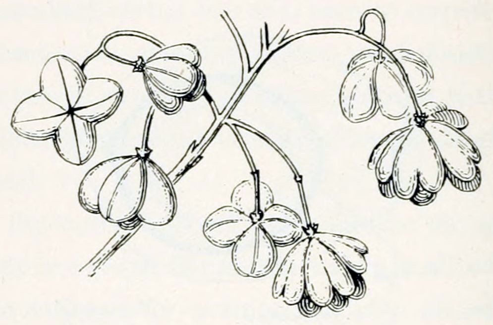 A small branch with 7 flowers, some open, some still closed. Each flower sits on a stalk and is built from 4 lobes, that open to form the calyx. Within the calyx are small petals.