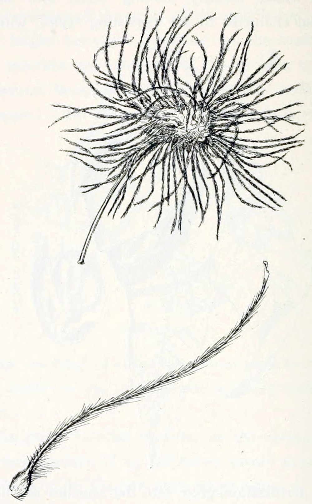 The drawing is in two parts. The top part shows a bunch of threads at the top of a stalk. The threads pointing in every direction. The bottom part shows a single thread, that appears to be covered by short hairs to give it a feathery appearance. At the base of the thread is a small globule, less than one tenth of the length of the hair.
