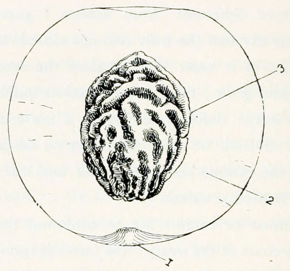 A cross section of a fruit, containing a stone. The stone has deep grooves. Parts of the fruit are numbered. The outer surface has number 1, the part below has number 2 and the stone number 3.