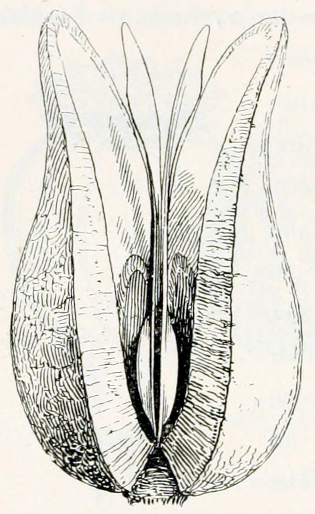A fruit, partly burst open, that consists of 4 equal parts, joined at the centre. Every part has a broad base and narrows down at the top. In the middle are some seeds.