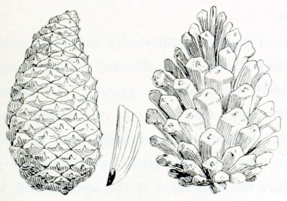 Two pine cones, one closed and the other open. Between them, an enlarged seed. The closed one is somewhat oval, with a pointed end. It is covered in diamond-shaped scales. The open one shows that these scales are the ends of little sticks that are attached to a common centre. By opening, these sticks are bent apart. The seed has a small, dark kernel with a very light wing attached. The wing has one straight edge, while the other is bent, almost part of a circle. The seed sits at the end of the wing.