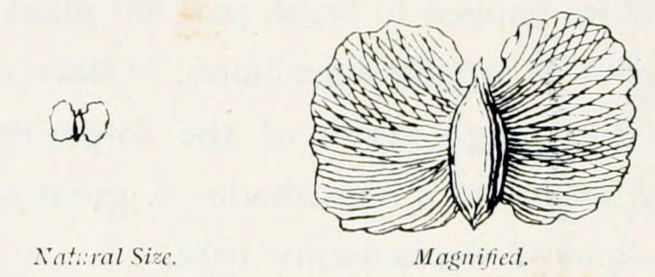 Two pictures of a seed, one natural size, one magnified. The magnification shows a grain in the centre with two wings at the sides. The grain is elliptic, with pointed ends. The wings are rounded.