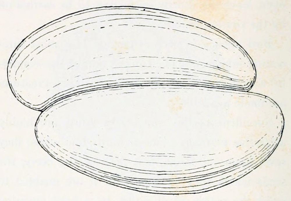 2 ellipses of equal size, a bit flattened lengthwise at one side and connected at this flattened side. Their surface is striped along the length axis.