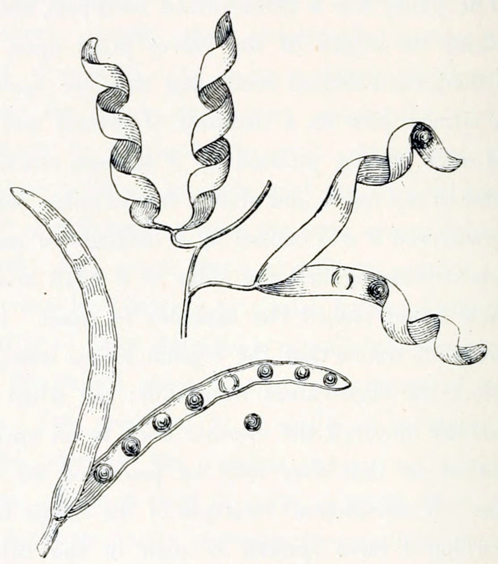 A drawing of two pods. At the bottom there is one that consists of two halves that are very elongated and bent somewhat. One halve bends to the left, the other to the right. The one bending to the left shows the outside of the pod, that is rather smooth and covered with file lines. The other hale shows the pod's inside, where the seeds are lying, 8 of them, evenly distributed along the axis of the pod. One of the seed is beside the pod. The seeds are round, with circular lines within. The upper drawing shows 2 pods, connected to a stem. Both pods are open showing their two halves separated. Each of the halves is coiled up, almost like a corkscrew. In one of the pods some seeds are shown, again rounded, with circular lines within.