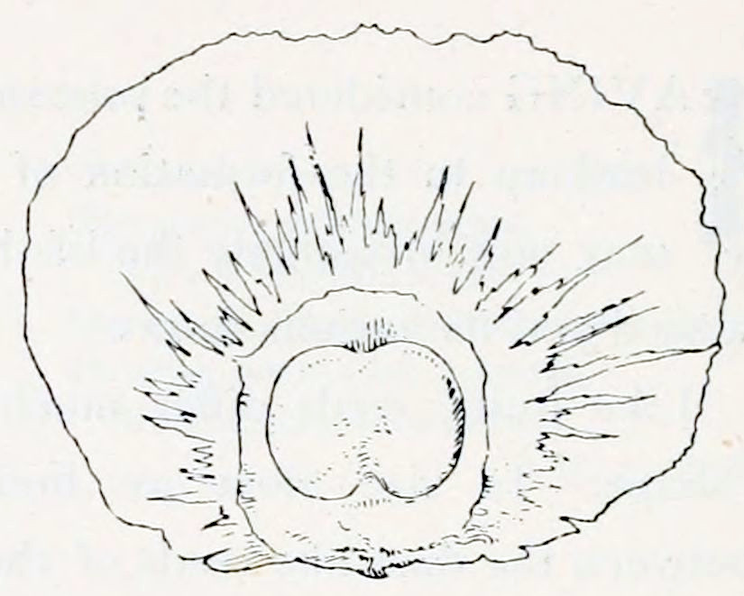 A shape, an almost circular ellipse with edges that aren't completely smooth. This ellipse is lying with it's long axis horizontally. In the middle of this ellipse, below the centre, is a shape that consists of two ellipses joined at their long side.That shape is surrounded by a roughly circular shape. And that shape again is surrounded by a shape that has many rays emanating from it, thus resembling a star.