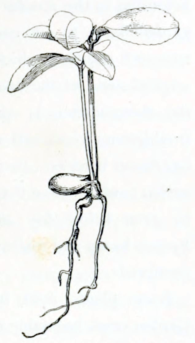 A germinating seed from which two roots grow downward and two stems upward. The stems each have two or three oval-shaped leaves near the top.