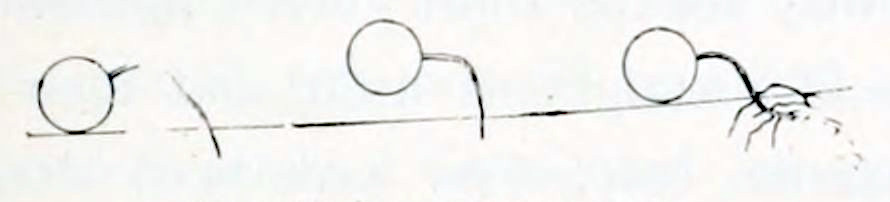 Three drawings of germinating seeds, arranged from left to right. Each seed is depicted as a circle lying on the soil. From the left one a thin root extends to the right, which bends downward and reaches the soil. The middle one also has a root extending into the soil and is lifted upward a bit. The right one is resting on the soil again and has a root that extends deeper into the soil and has developed secondary roots.