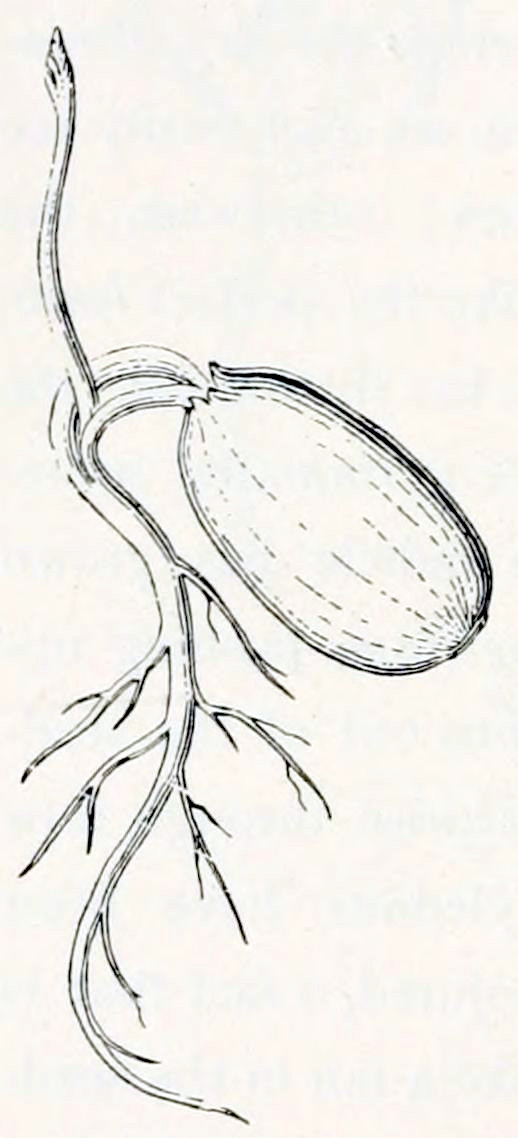 A seed in the shape of an ellipse. From the left-pointing end grows a root that has developed several secondary roots. The connection between root and seed is twofold. From between these two connections a small stem grows upward, bearing very small leaf-like structures near its tip.