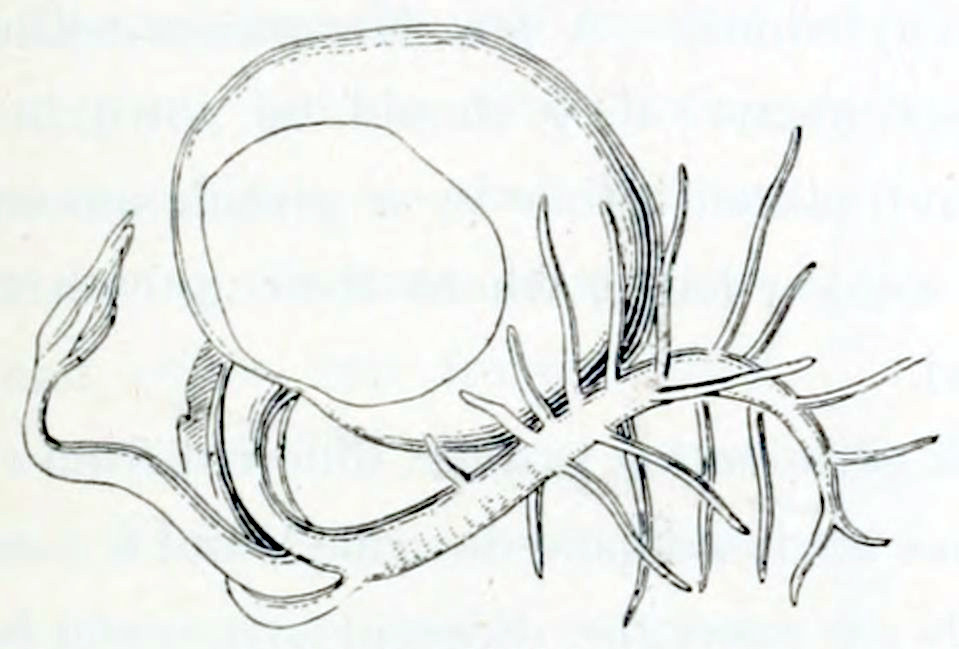 A large, almost round seed. From the bottom grows a root, undulating horizontally. It's a but longer than the size of the seed and has developed many secondary roots, growing in all directions. A bit below the point where the root starts from the seed, a stems originates. This stem is about half the length of the root, grows horizontally in the other direction and is bent upward toward its tip. At the tip it bears a bud.