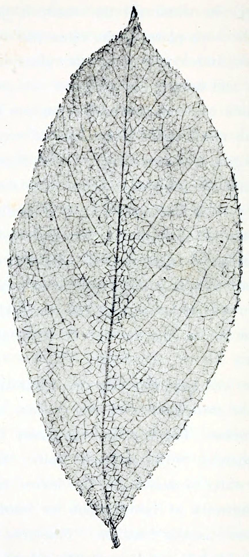 A picture showing in great detail the netted structure of the veins of a leaf. The leaf's shape is an elongated ellipse with pointed ends. Its edges are a bit serrated. The main vein grows from the bottom end of the leaf to the top. Secondary veins grow at regular distances outward to the edges. This is filled up with a mesh of smaller veins.