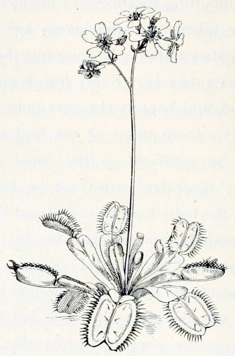 A plant that has a rosette of leaves. The leaves are elongated. At their end they have a special structure built of consisting of two rounded shapes on the main vein of the leaf. These shapes have many long spikes along the edges and e few in the central part. In some of the leaves these shapes are folded together along the vein, whereby the spikes along the edges intertwine. From between these folds, insects can be seen to protrude. From the rosette grows one stalk, carrying several flowers. Each flower has 5 separate petals and a multitude of anthers.