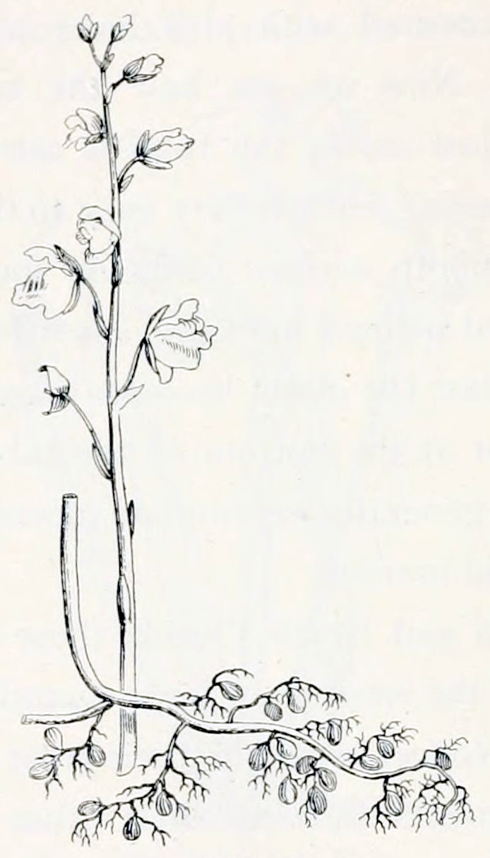 The drawing shows two parts of a plant, not connected. In the background is an upright stem carrying 9 buds and flowers; to the top there are buds, more downward are the op en flowers. The flowers grow on small stalks, that emerge from a tiny leaflet. Flowers are asymmetrical: from sideways the petals at the bottom are largest and covered by the petal on top. The second part of the plant, in the foreground, is a stem that starts vertically but then bends horizontal. From this point on it has many side-branches. Every side-branch is branched as well and from these hang small bulbs.