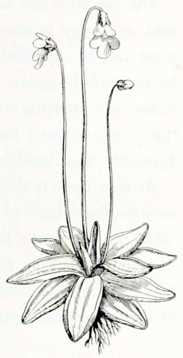 A rosette of leaves, elongated with curly edges. From the bottom of the rosette grows a short, branched root. From the top grow three stalks, each bearing one flower or bud. With open flowers, the tips of the stalks are bent, so the flowers hang down. The three petals at the bottom are larger than the two on top.