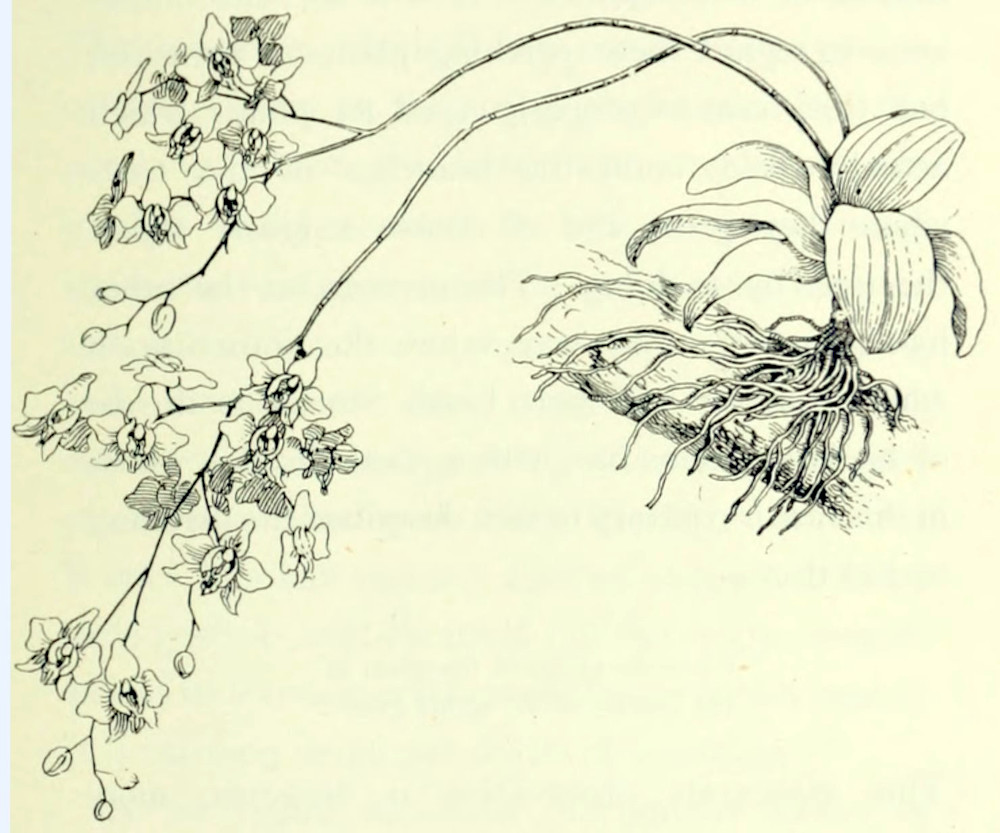 A rosette of leaves, irregularly shaped, somewhat oval, that clings to a stick by a bunch of roots. From the rosette grow 2 stalks that carry a multitude of flowers and buds. The flowers have an intricate shape: there are five petals arranged starlike. In the centre of that star there are two crescents in between which are pistils and anthers.