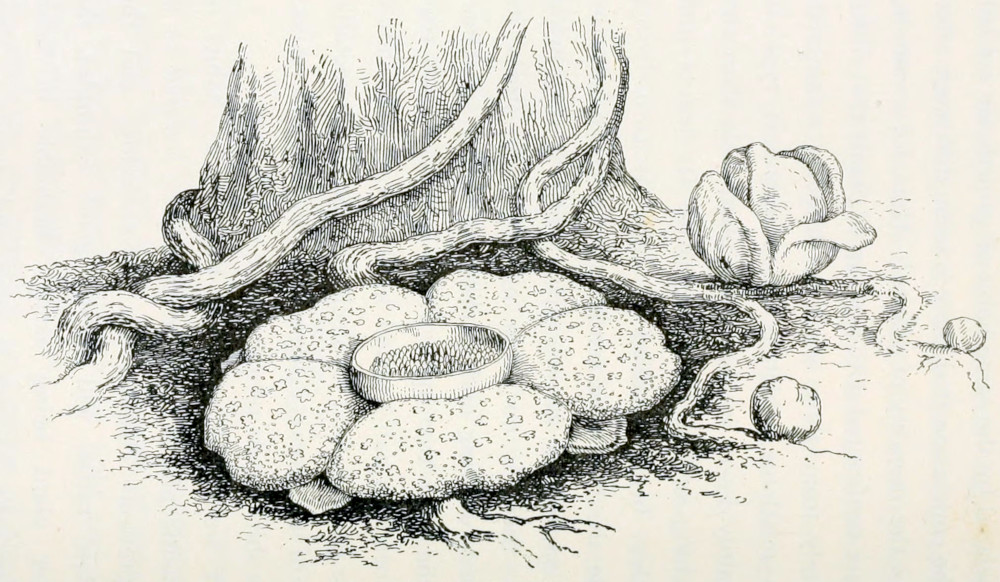 The base of a tree, around which some climbing plants grow. Parts of these plants are on the soil as well. From these parts buds and flowers grow. One flower is open. It's size is about the same as the circumference of the tree trunk. The 5 petals are round and of equal size. They lie flat on the soil. They are attached to a ring in the centre. Within the ring are a multitude of small buds. The petals are covered by small cross-like lightly coloured spots.