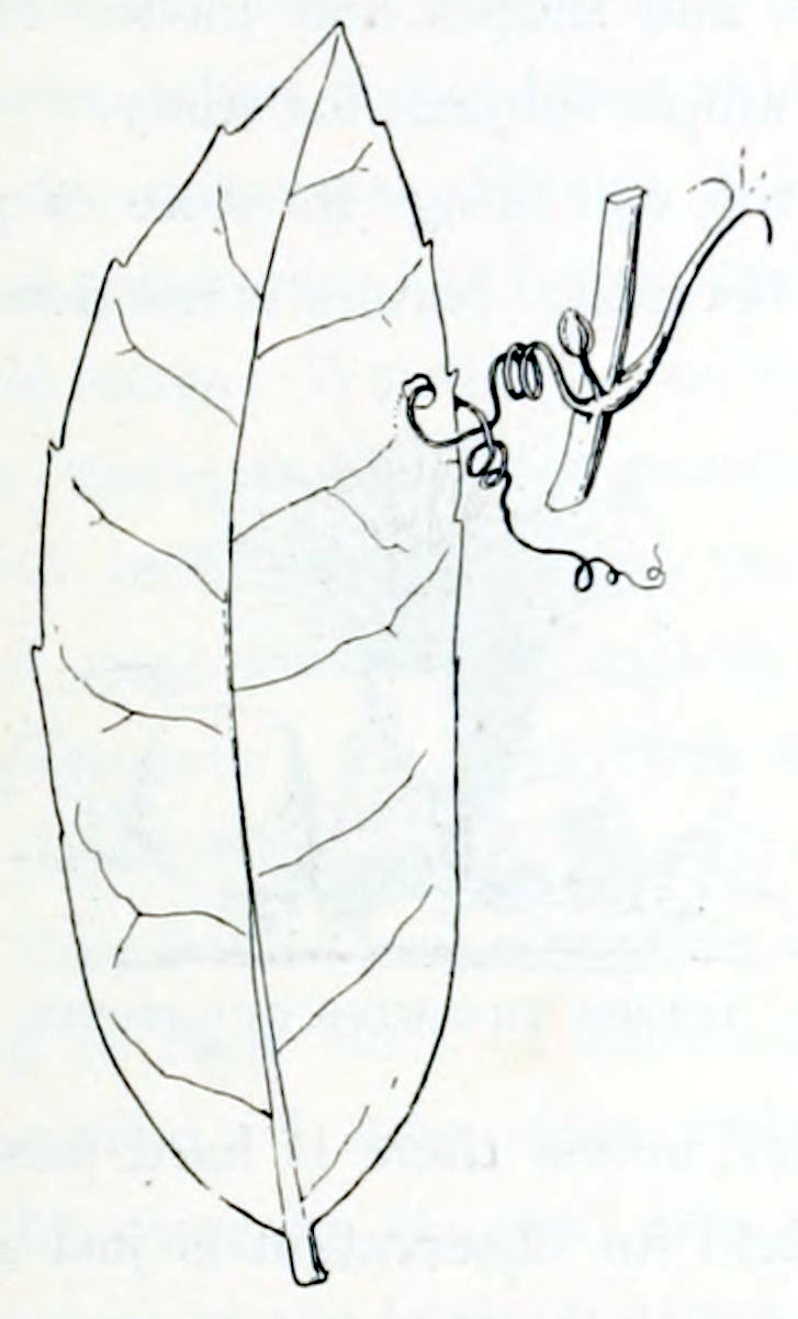 A small piece of a branch from which grows a stalk sideways ending in the remains of a flower. In the axil of this stalk sits a small bud. From the same point on the branch emerges a thin thread, heavily coiled. This thread has grown through a hole in a leaf, also shown in the drawing. The leaf is elongated, somewhat oval, with lightly serrated edges.