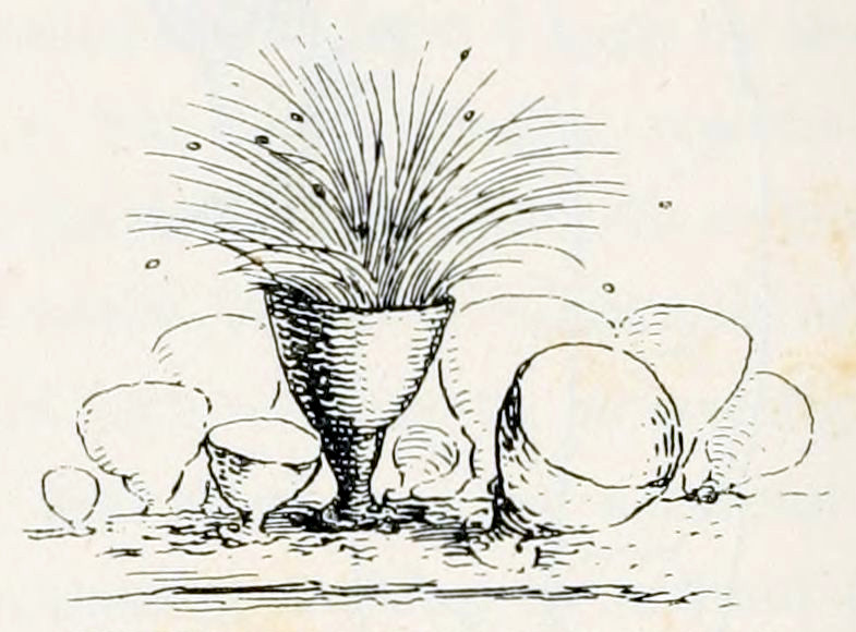 On a stick sits a group of about 10 shapes in the form of calyxes. From the central shape emerges a bundle of bent hairs and several small dots.