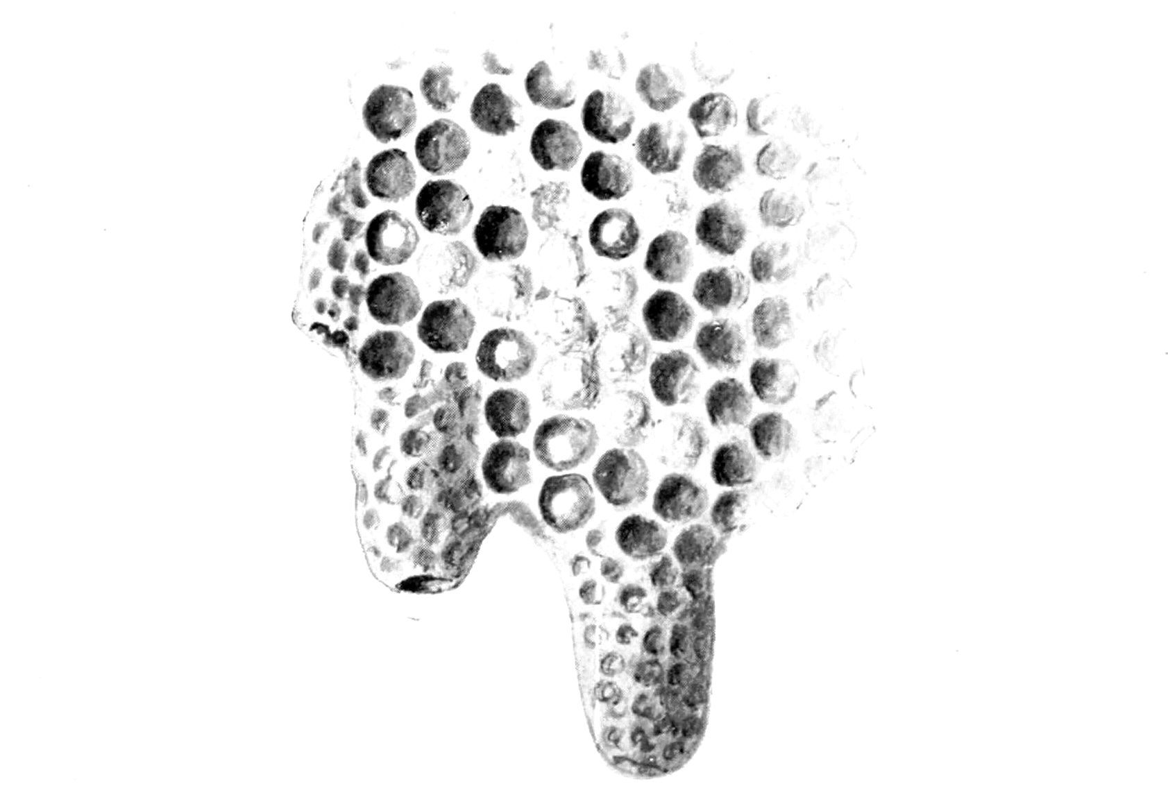Sketch of a honeycomb, showing queen cells