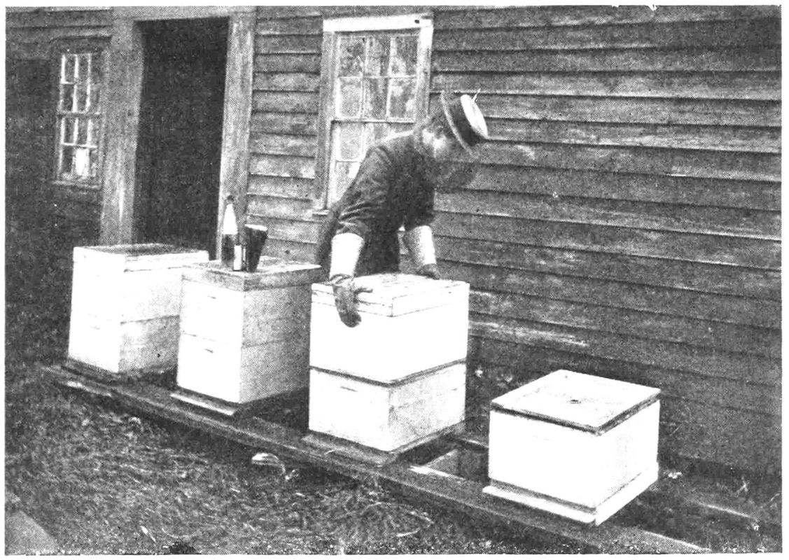 A set of four beehives sit in front of a house or barn. The left three are two level, the fourth has had its top level removed. A person is removing the top story from the third bee hive. They are wearing long sleeves, heavy gloves, and a hat with a vail.