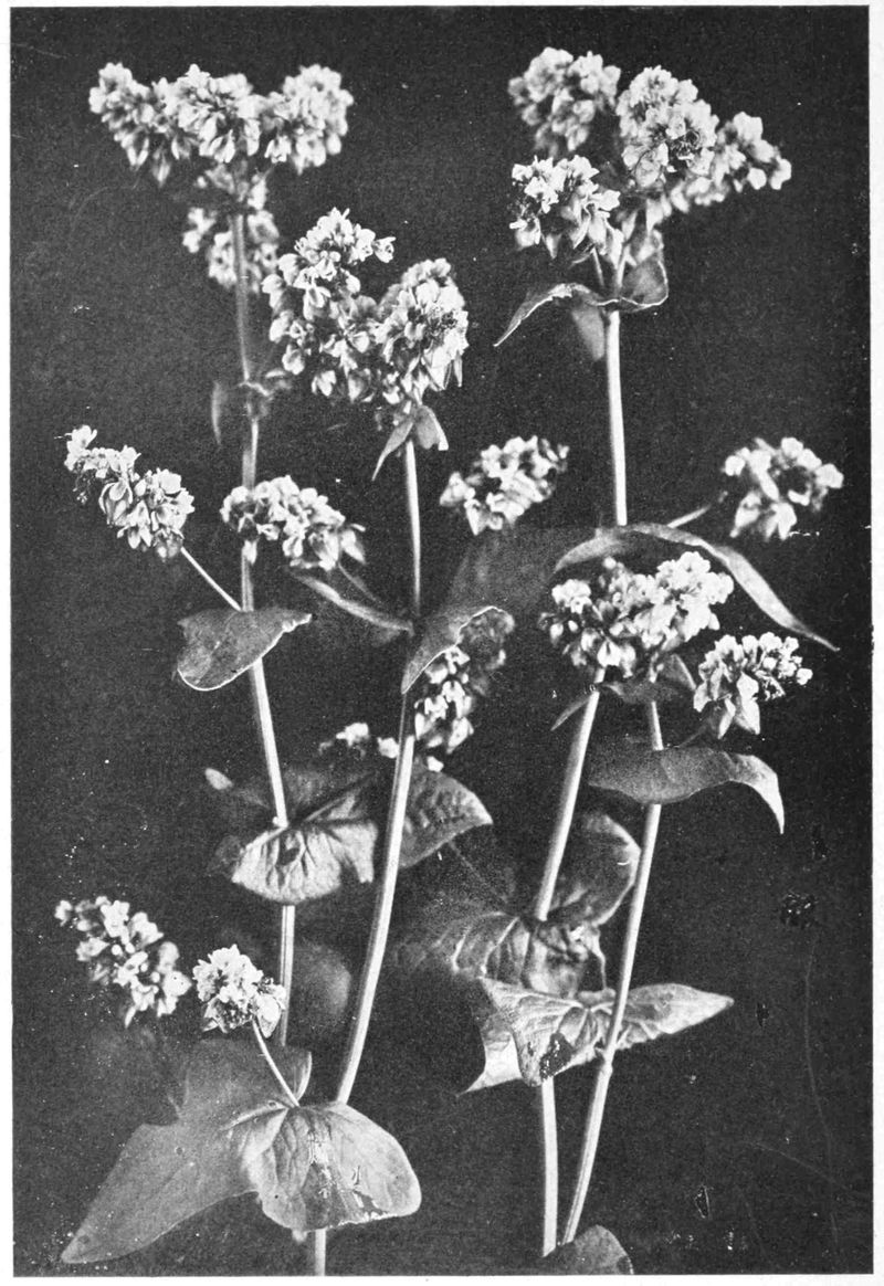 Close up picture of blossoms on buckwheat stems.