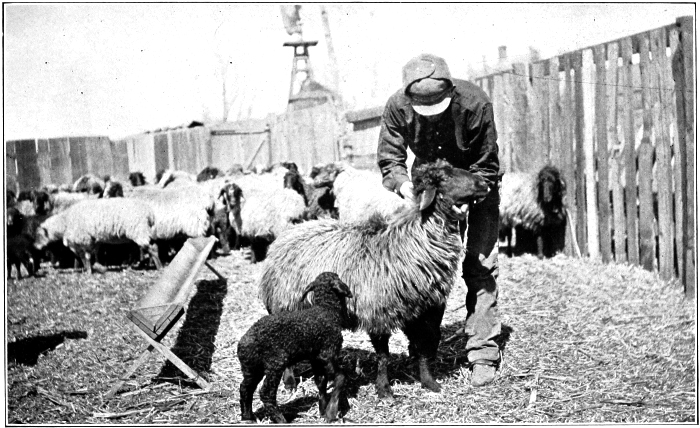 lamb