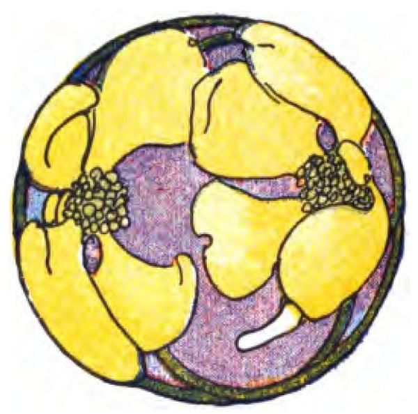 This image shows a decorative circular illustration with stylized yellow flowers. Each flower has a textured center of small green dotted circles.