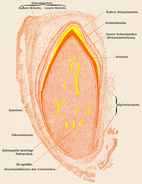 Fig. 213.