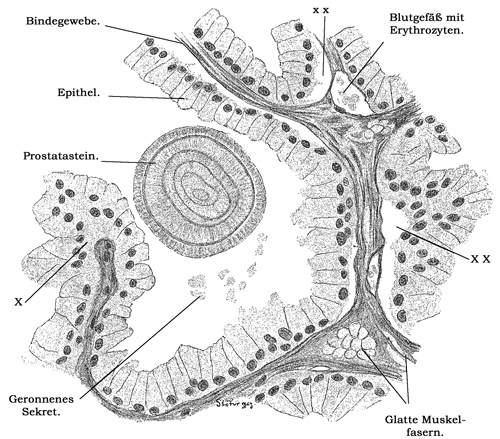 Fig. 308.