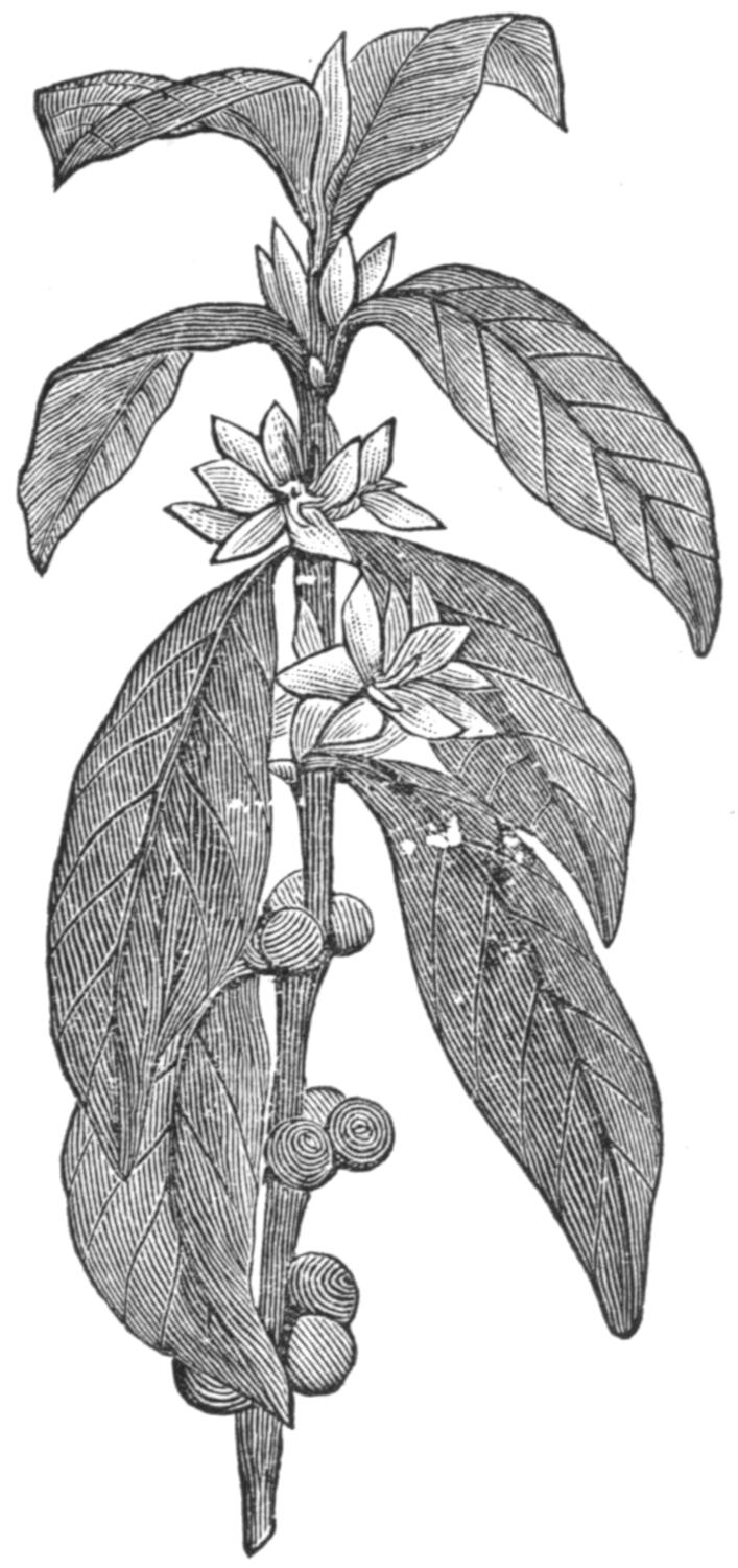 Branch with leaves, flowers and berries