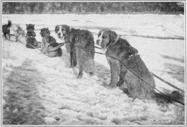 huskies