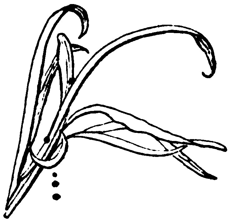 Long, curving leaves.