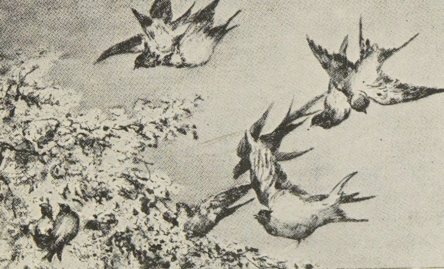 Singing birds”