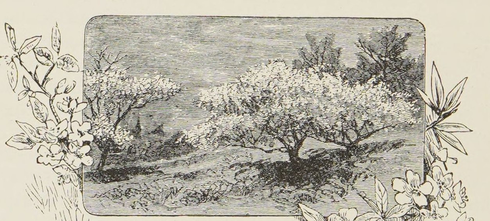 Blossoming trees.
