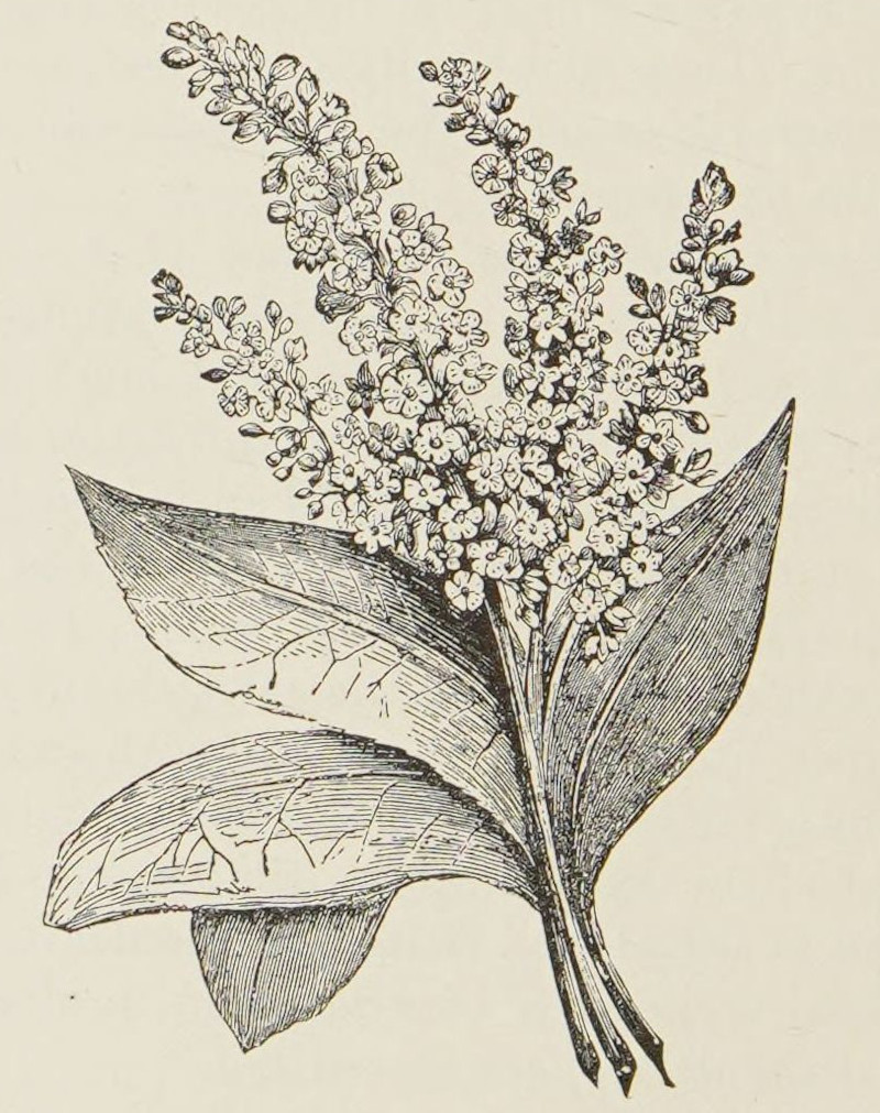 The hyssop plant.