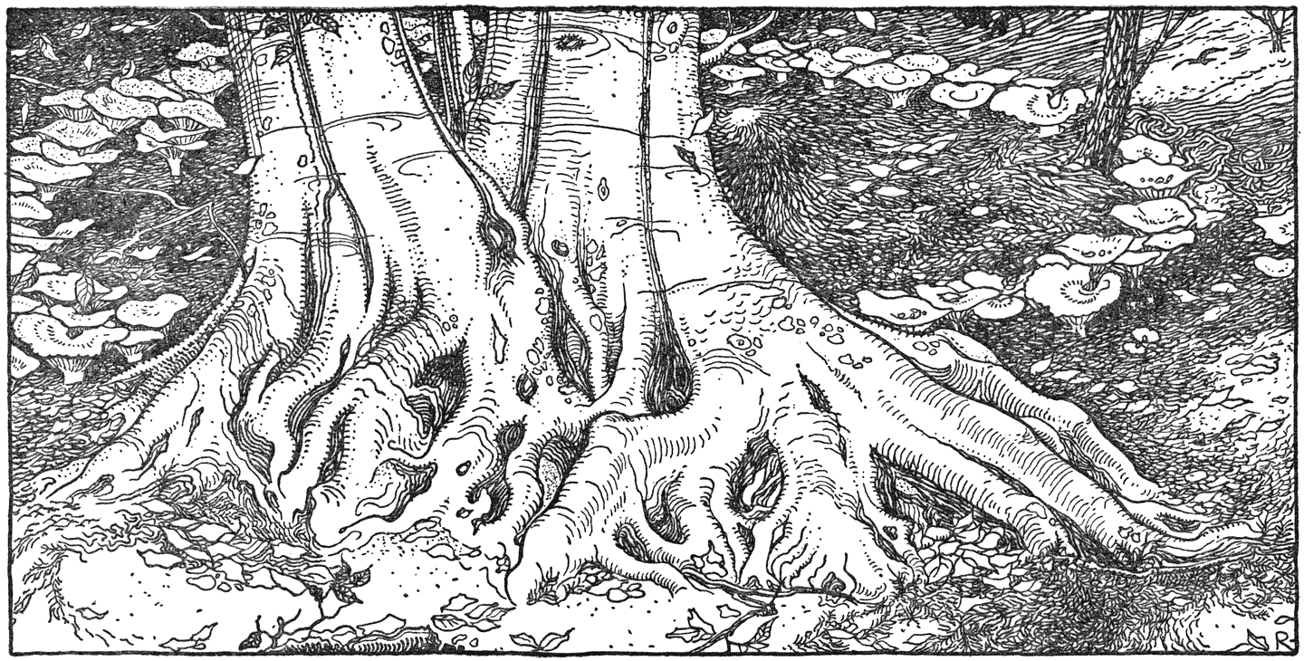 Heksenkring van Nevelzwammen