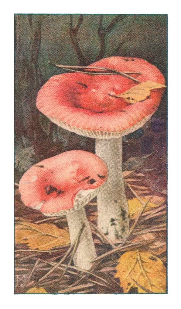 BRAAK RUSSULA †