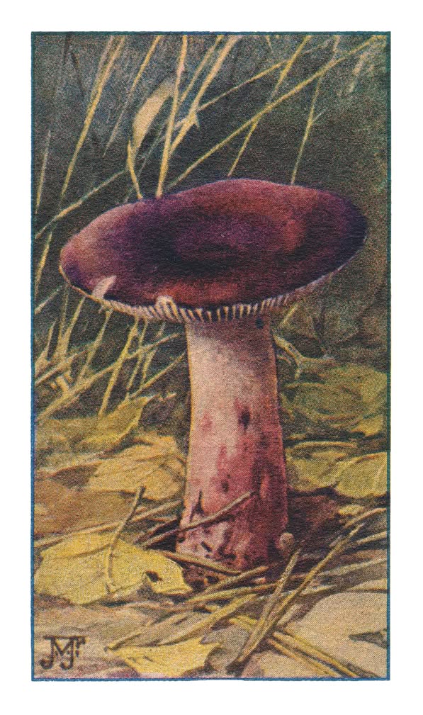 PURPERROODE RUSSULA