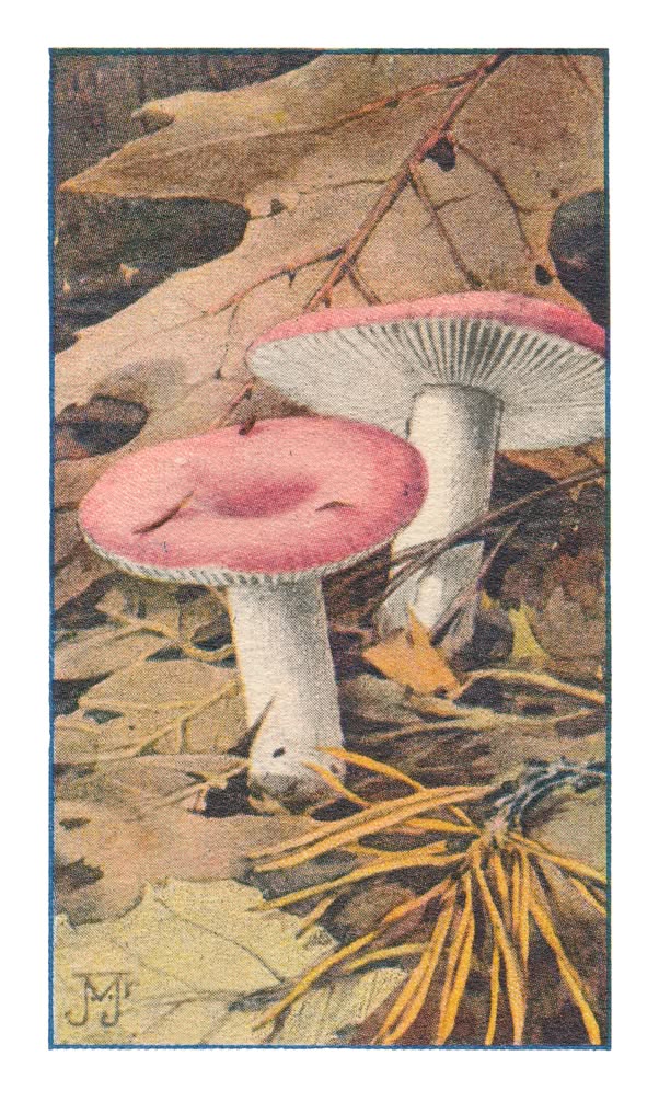 BROZE RUSSULA †