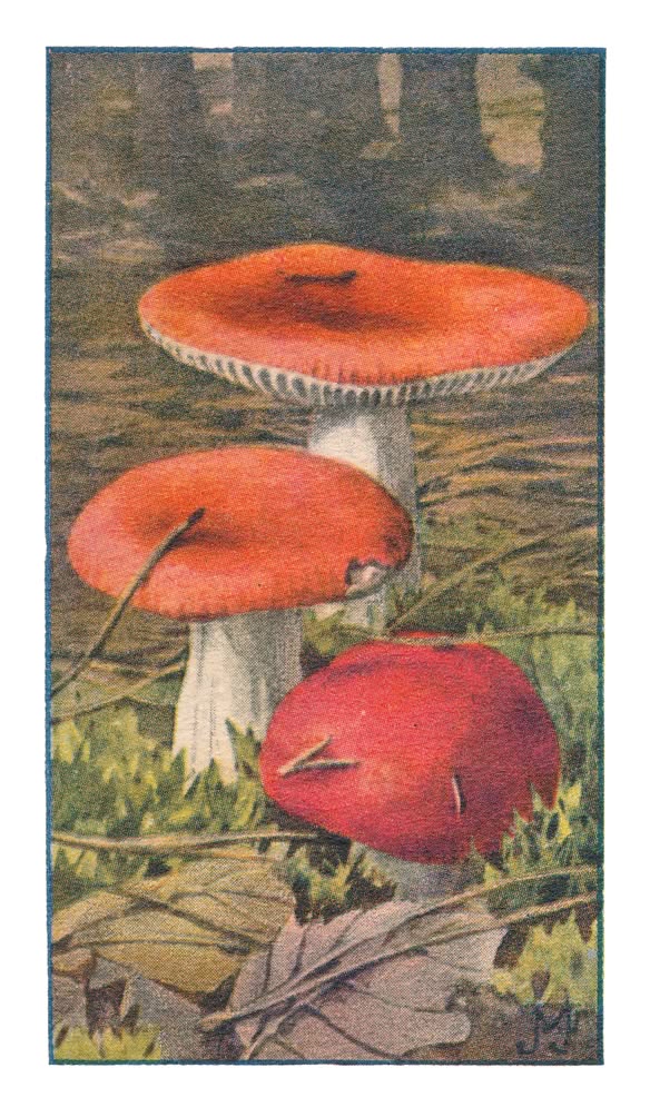 ROODE RUSSULA †