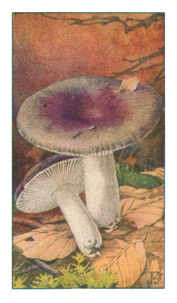 BLAUWGELE RUSSULA