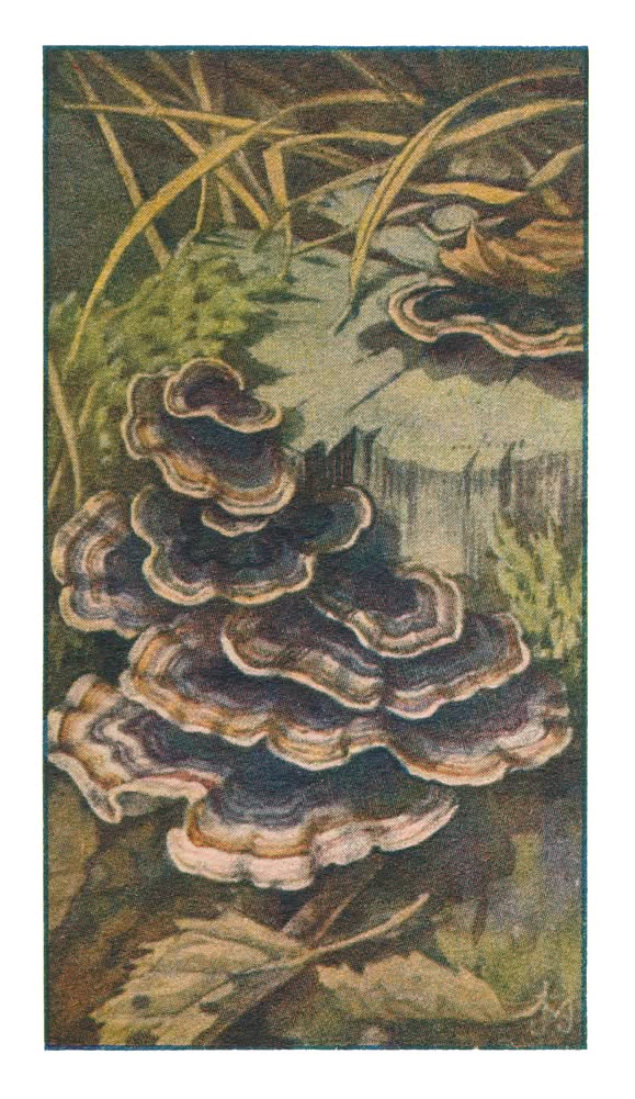ELFENBANKJES