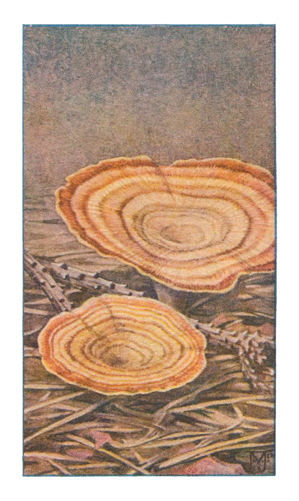 TOLZWAM