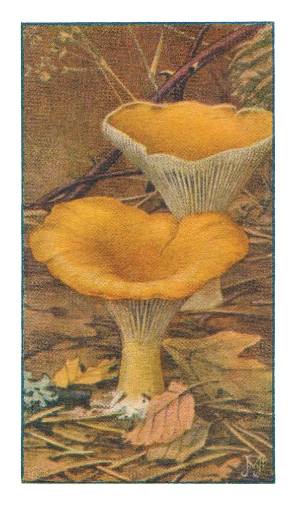 SLANKE TRECHTERZWAM